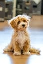 Adorable curly-haired Maltipoo puppy sitting indoors, capturing a playful and fluffy look.